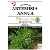 Bio Artemisia Annua Tee 60 g